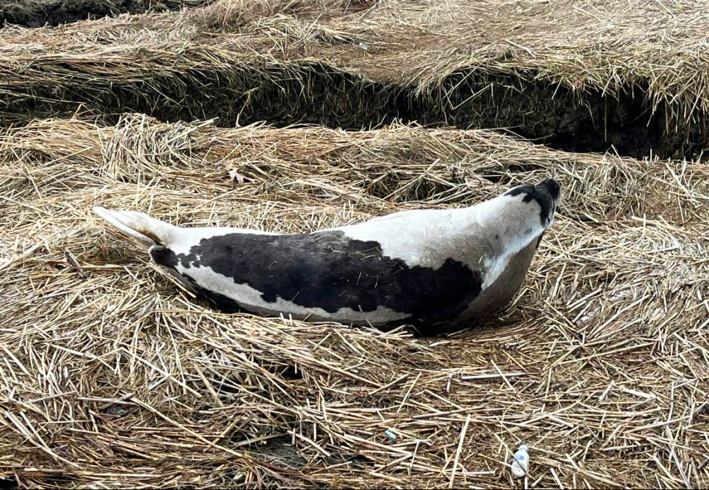 Harp Seal