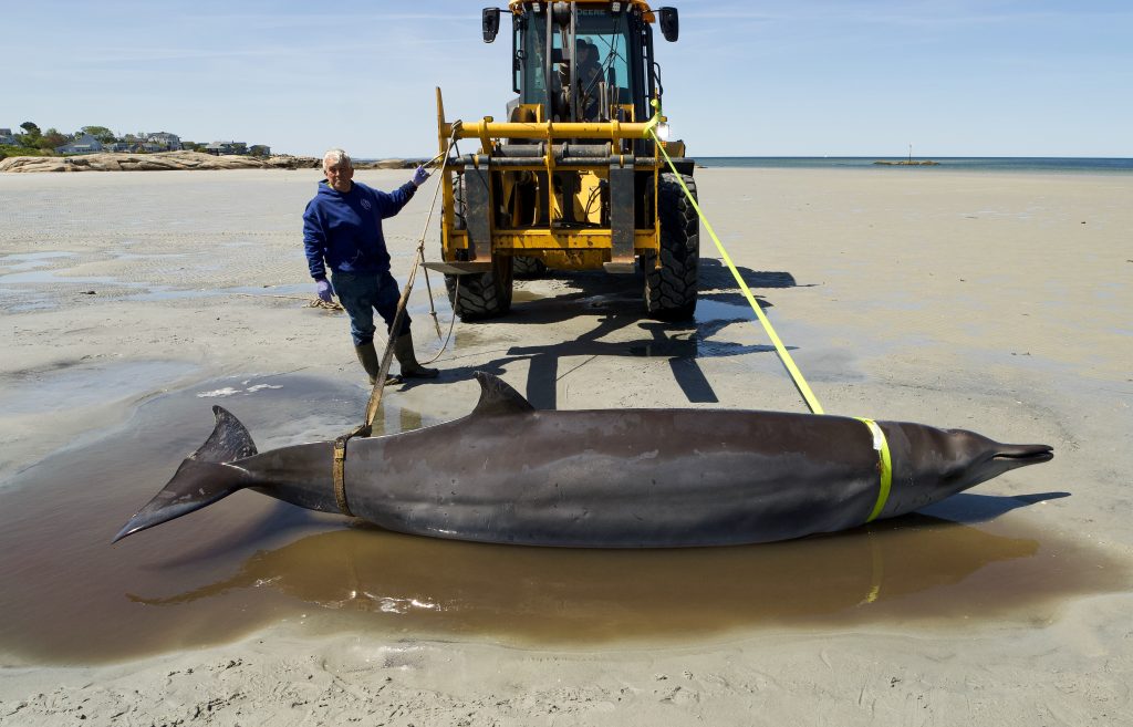 Sowerby's Beaked Whale Moving
