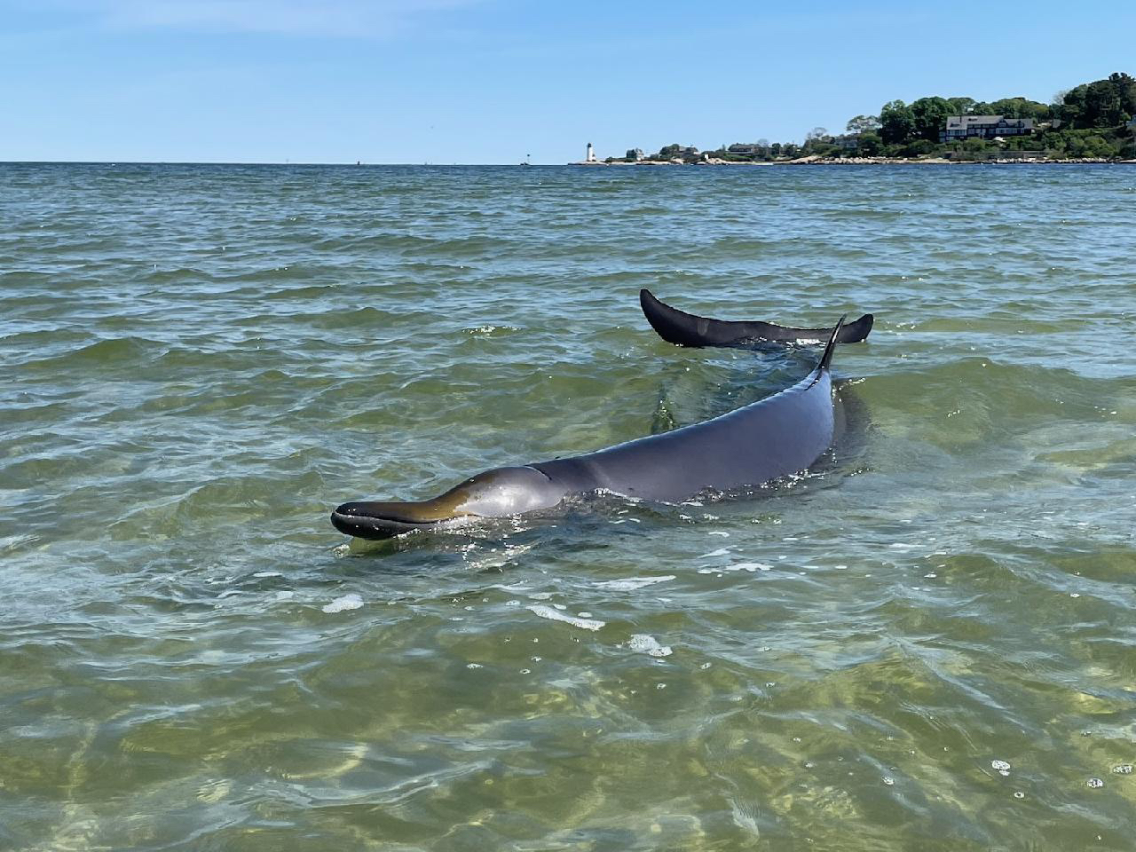 Sowerby's Beaked Whale in Water