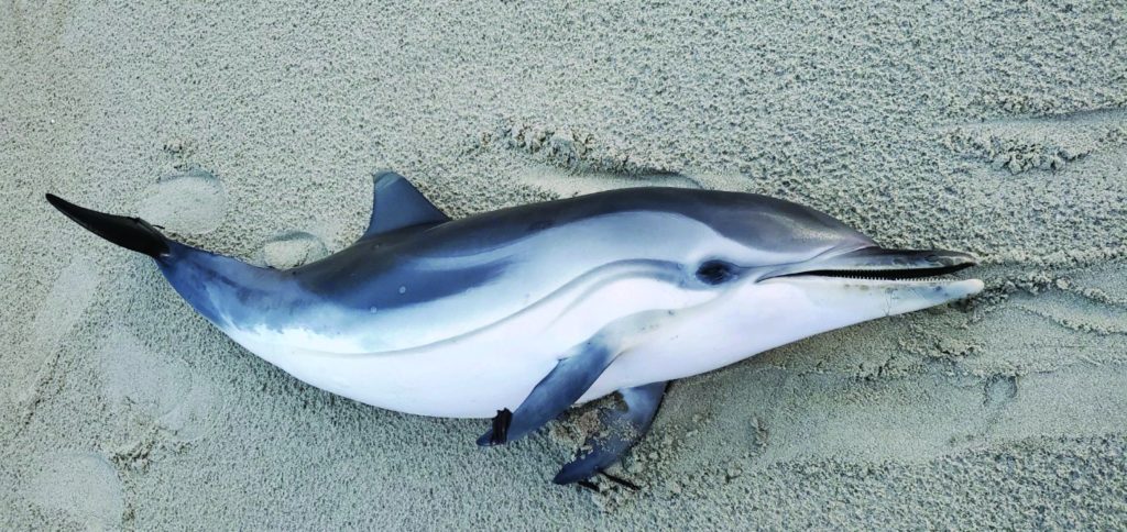 Striped Dolphin