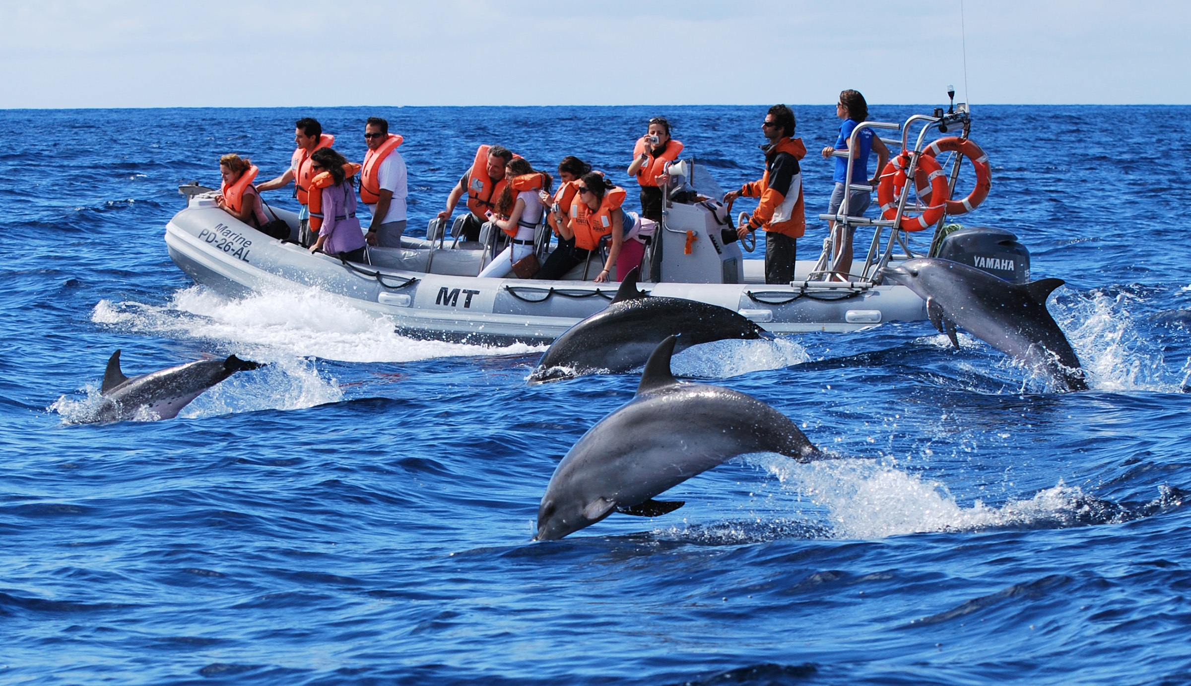 Whale watching in the Azores