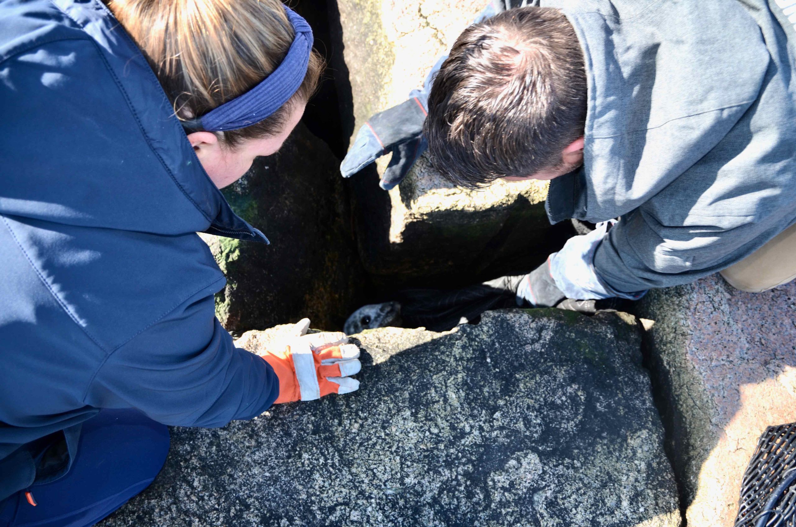 SSC Marine Mammal Rescue team assess the spot where a gray seal is stuck.