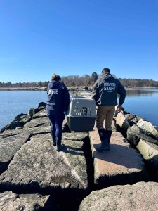 After a successful rescue, the SSC Marine Mammal Rescue team carry the crate with the female gray seal pup from the jetty.