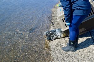 Female gray seal pup rescued, treated and released by our SSC Marine Mammal Rescue team.