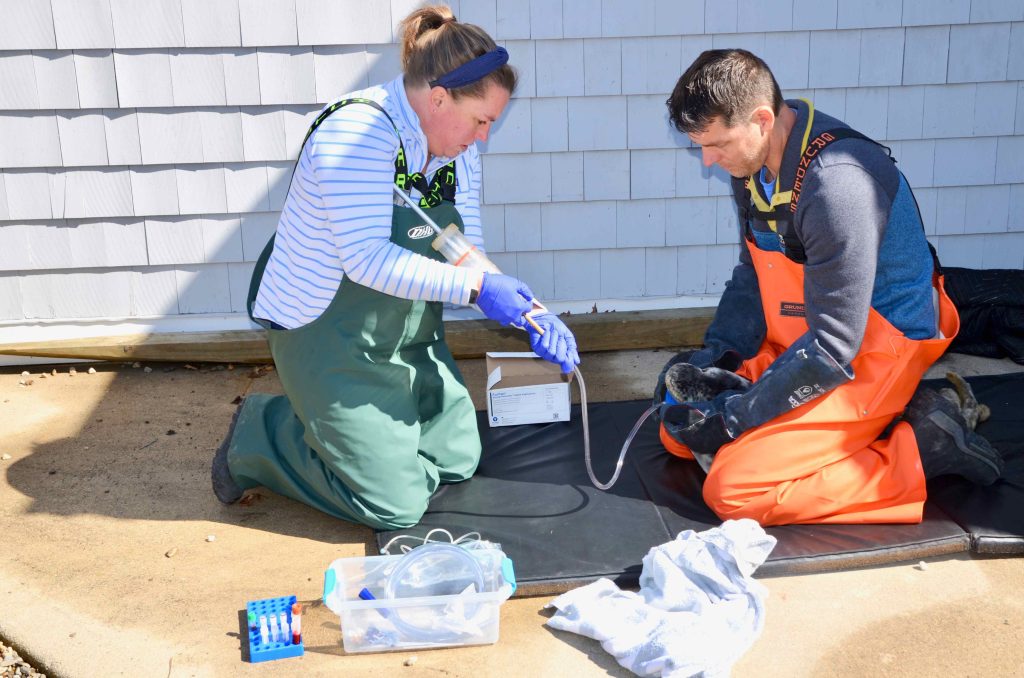 SSC Marine Mammal Rescue team administers oral fluid therapy, with electrolytes and glucose supplement to gray seal pup.