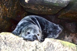Gray seal pup stuck in rocks at Frost Point jetty on 3.13.24.