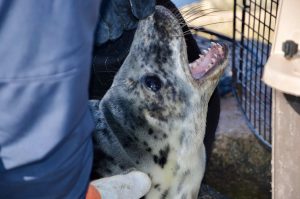 Female gray seal pup following extraction from the jetty by our SSC Marine Mammal Rescue team.