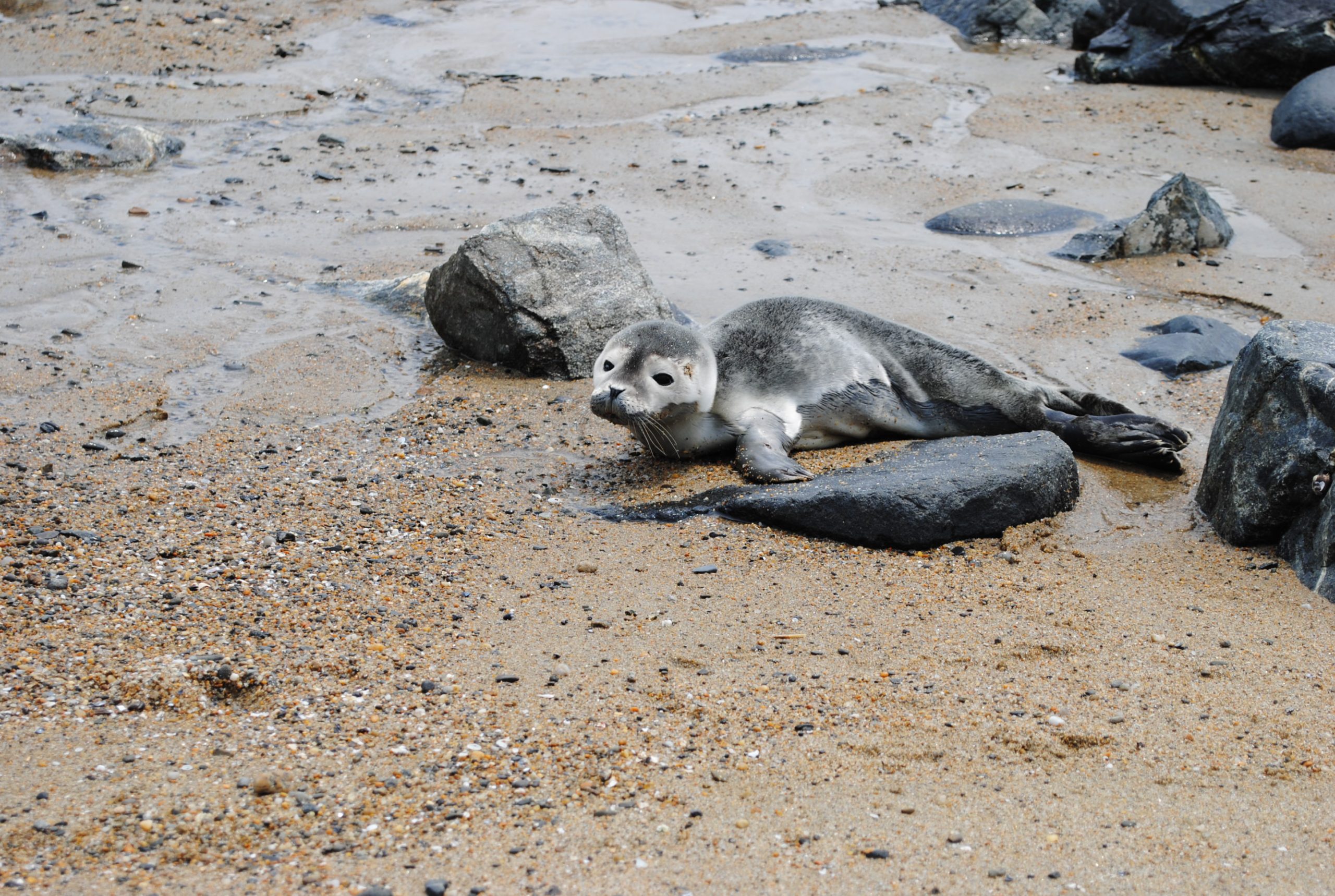 Harbor Seal Pup