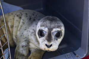 Harbo Seal Pup