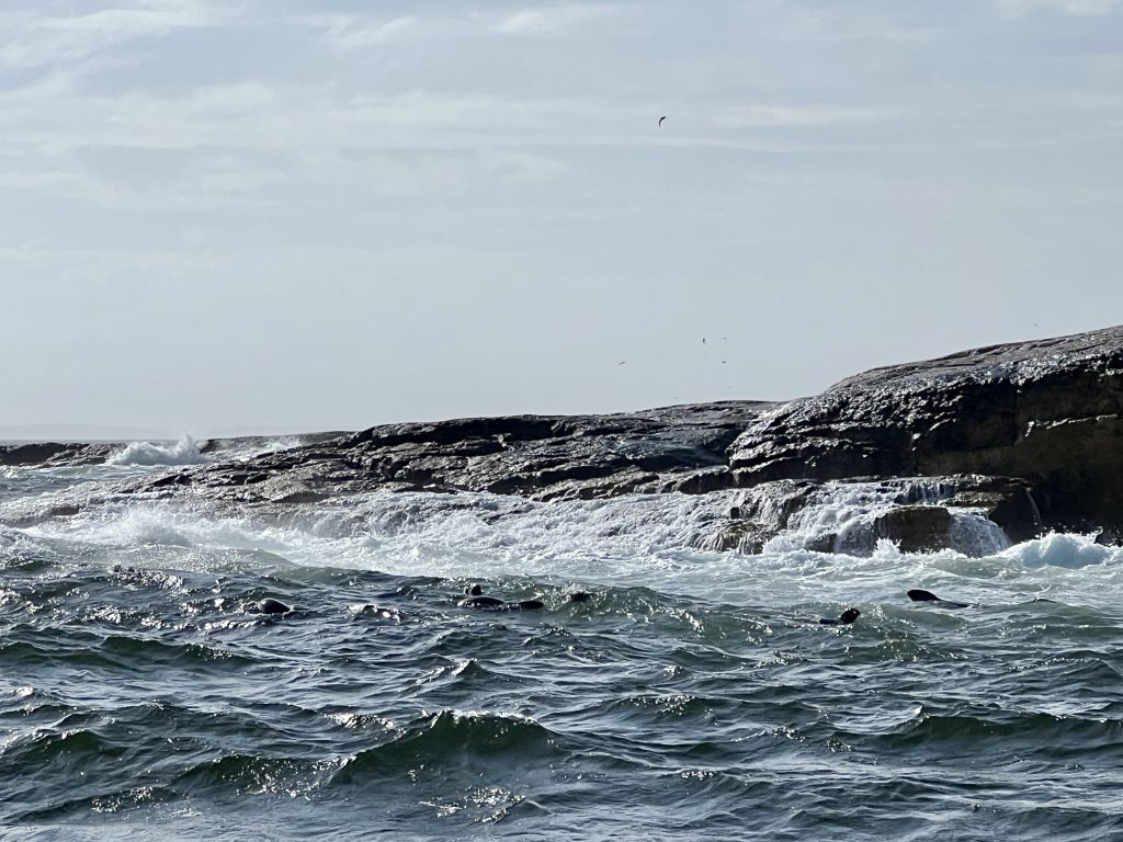 Seals off Duck Island