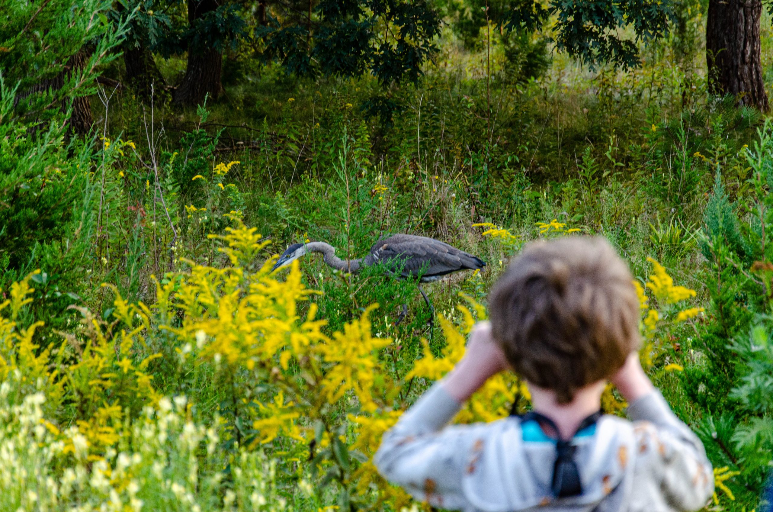 Child observing a Great Blue Heron at Odiorne Point State Park.