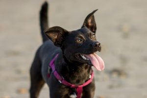 Happy dog on the beach.