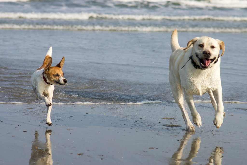 Two happy dogs running on the beach.