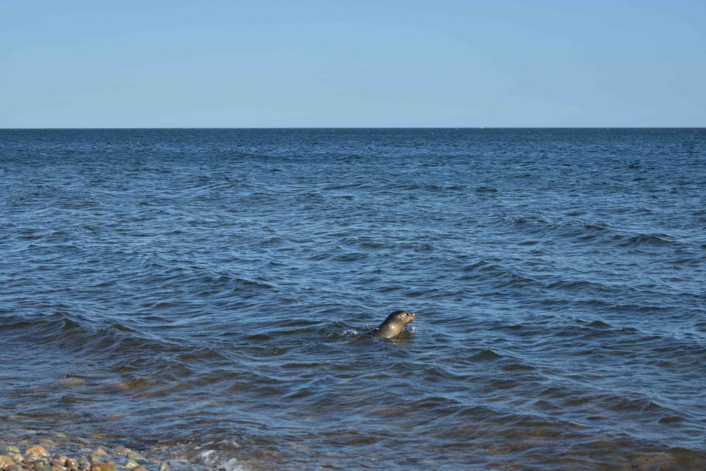 Harbor seal Rum Raisin returns to the ocean