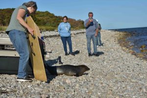 Harbor seal Rum Raisin release with partners at NMLC