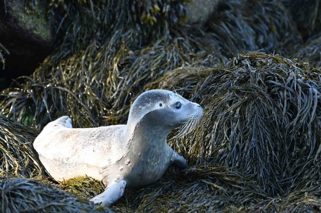 Harbor seal Rum Raisin, rescue photo