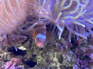 Peeking out of the anemone!