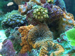 Colorful-corals-are-a-natural-wonder-