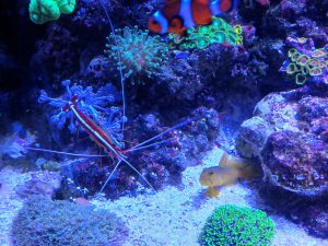 Animals amongst the corals, thriving in saltwater aquarium