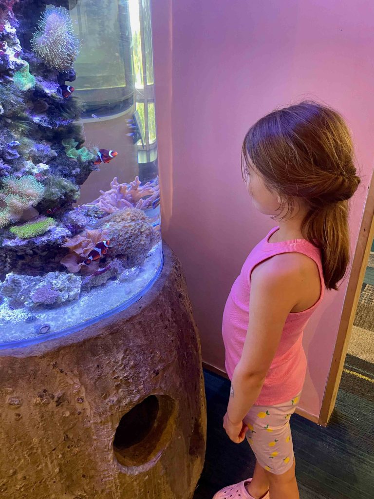Visitor makes eye contact with a clownfish in Seacoast Science Center's tank. A fan favorite!