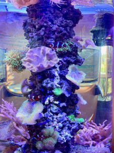 Clownfish tank, part of Seacoast Science Center’s Restoring Reefs Gallery.