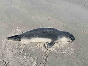 hooded seal, deceased
