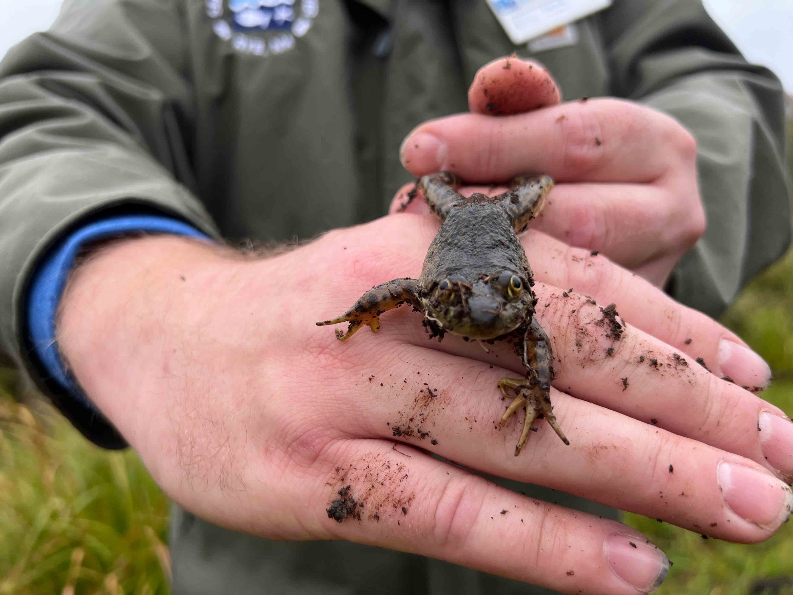 bio blitz frog