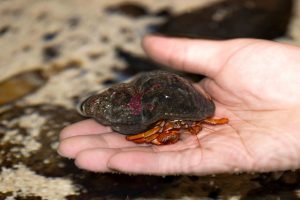 Acadian hermit crab