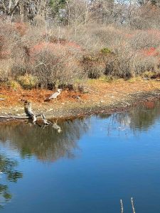 great blue heron