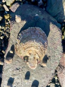 oyster shell