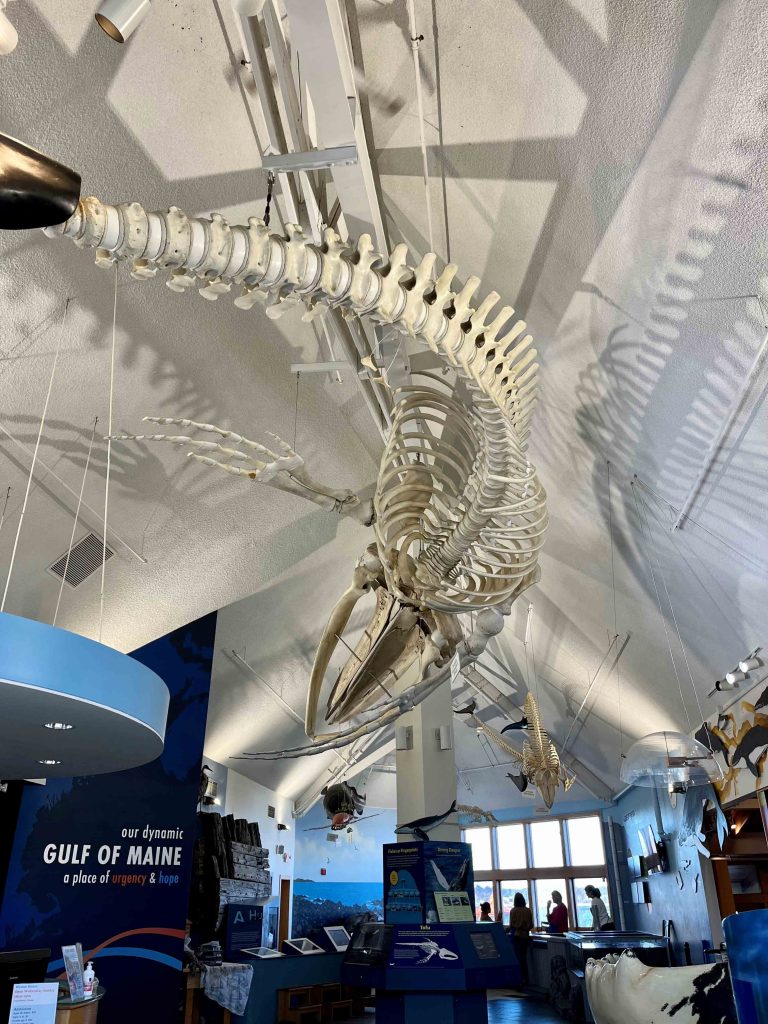 Tofu skeleton at SSC