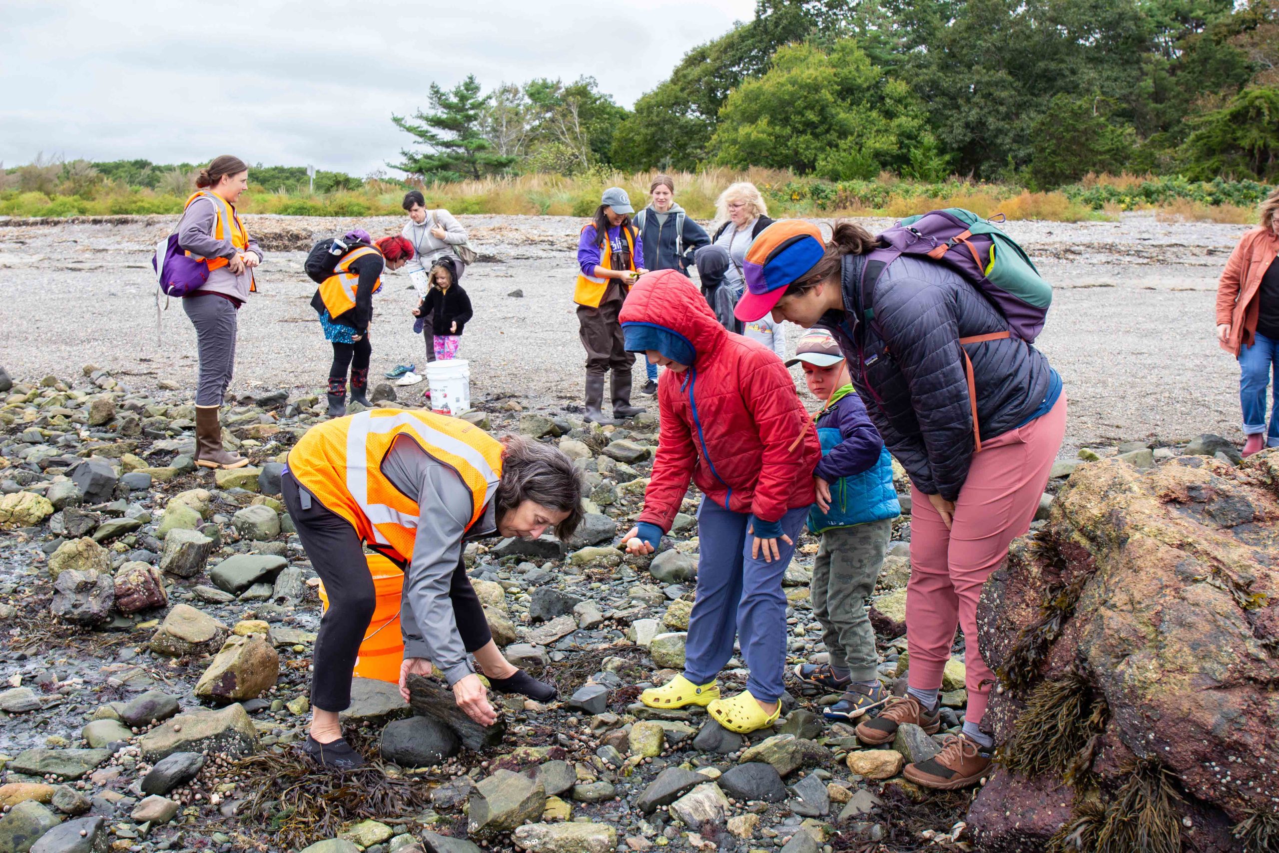 bioblitz tide pooling