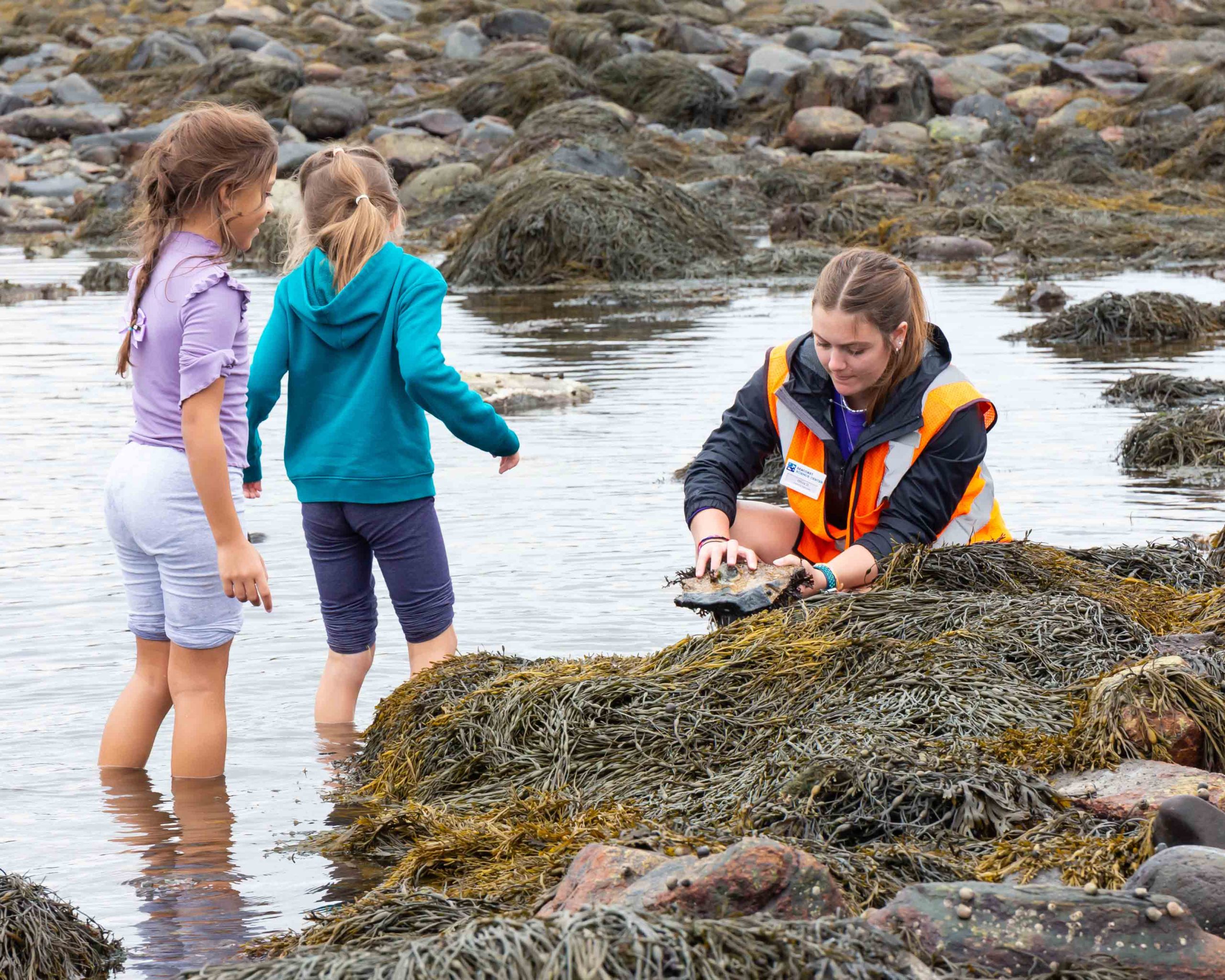 bioblitz tide pool