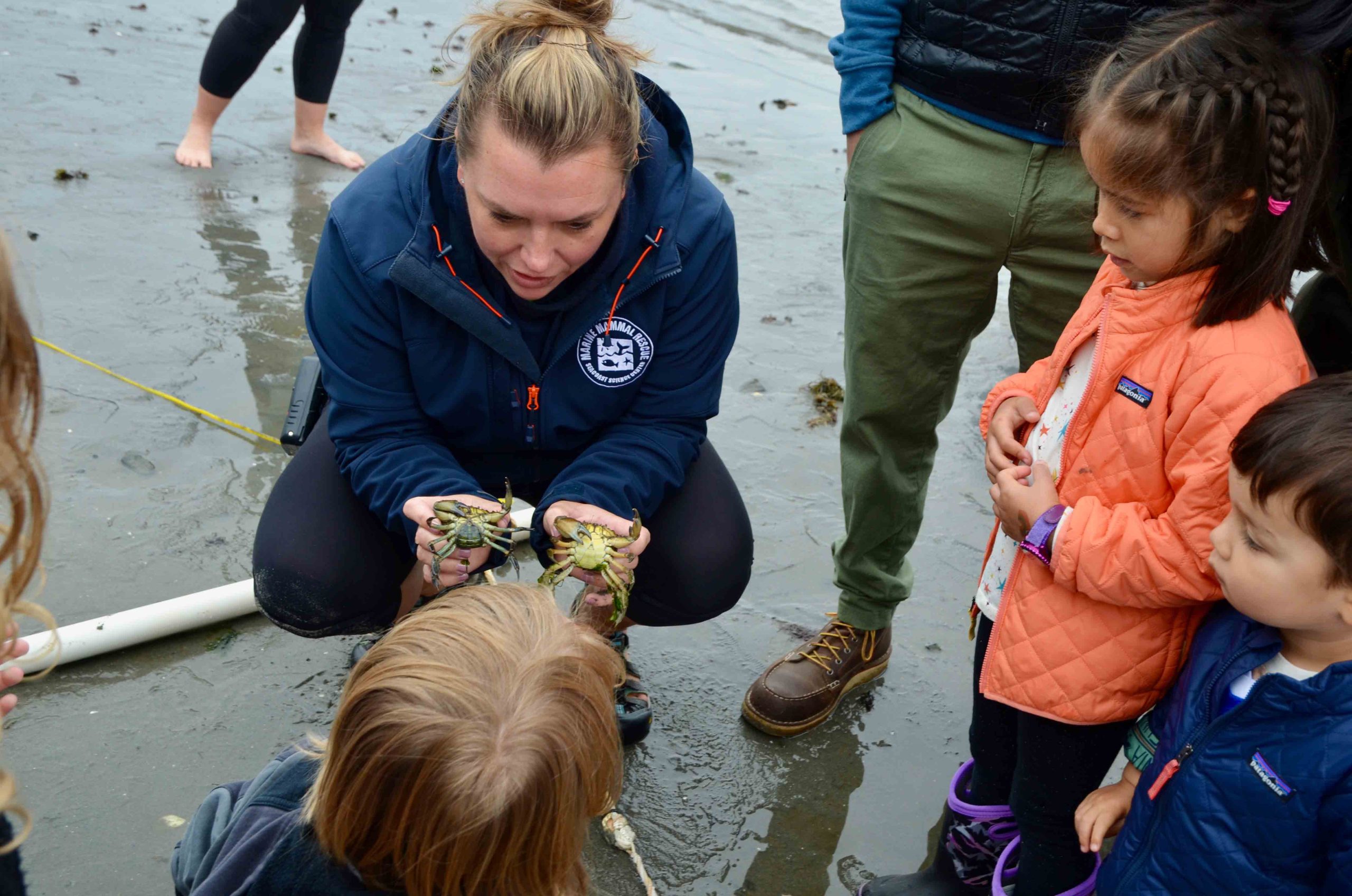 bioblitz ashely shows crabs